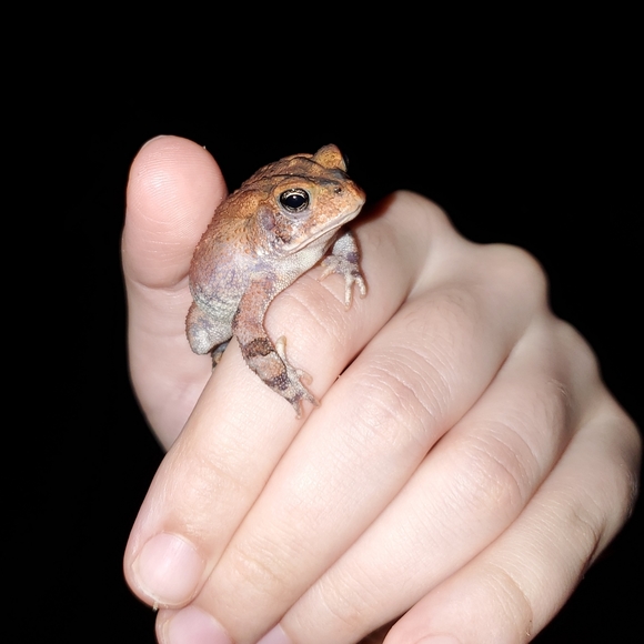 Meet your Posher, Baby Lucifer - Picture 12 of 16